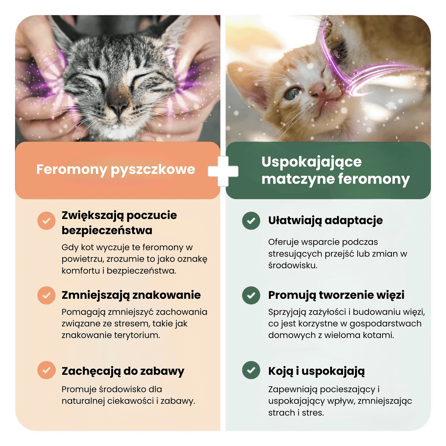 Feromony Florea Koci Zen